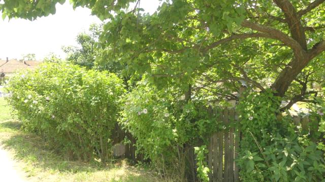 Kuća, Dvosoban, Prodaja, 20m2, Centar, Gradska lokacija, Jagodina