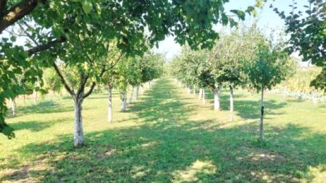 Kuća, Prodaja, 425m2, Novi Slankamen, Okolno mesto, Živojina Mišića
