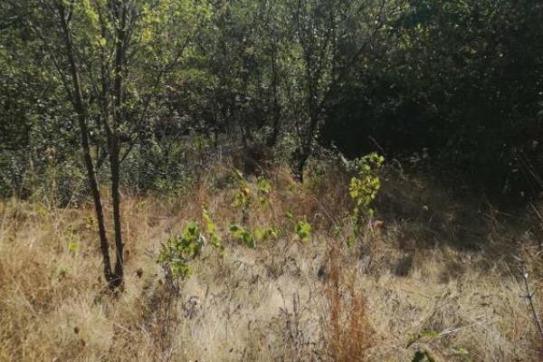 prodaja, plac,
suvi-dol-opstina-vranje, 477525, plac