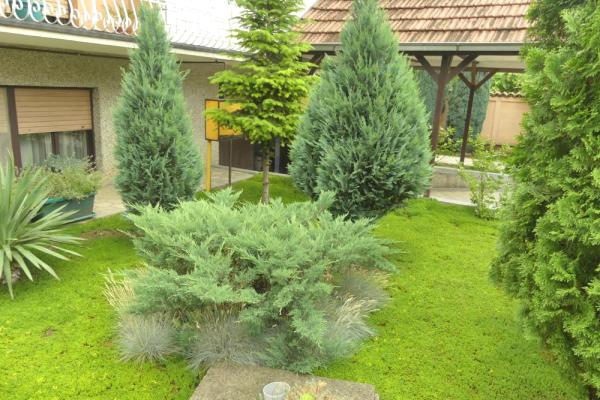 prodaja, kuca,
trnava-grad-jagodina, 477916, kuca