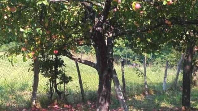 Kuća, Prodaja, 115m2, Atomska Banja, Okolno mesto, Planinski put