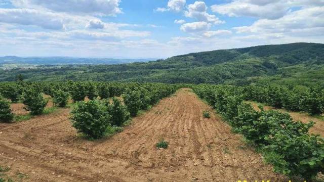 Plac, Prodaja, m2, Koraćica, Mladenovac, Oglavci