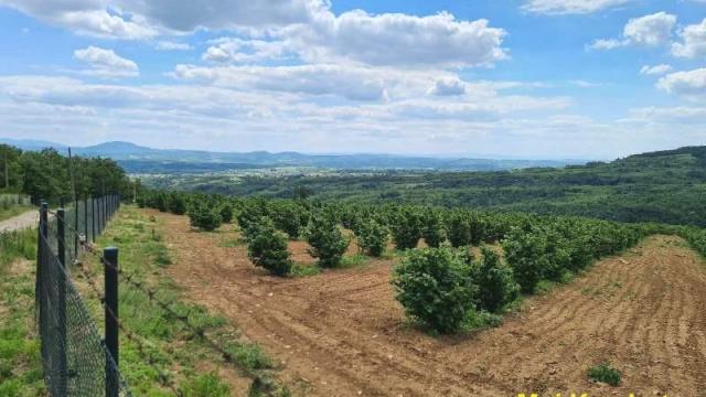 Plac, Prodaja, m2, Koraćica, Mladenovac, Oglavci