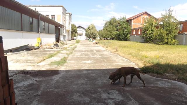 Poslovni prostor, Prodaja, 2000m2, Paraćin