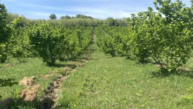 Plac, Prodaja, m2, Donje Štiplje, Okolno mesto, Jagodina