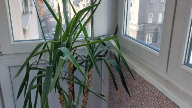Stan, Jednoiposoban, Izdavanje, 40m2, Palata pravde, Savski venac, Sarajevska