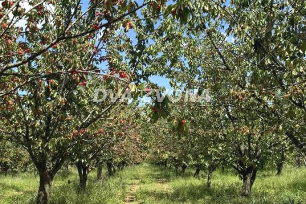 prodaja, plac,
novi-slankamen-opstina-indjija, 818870, plac