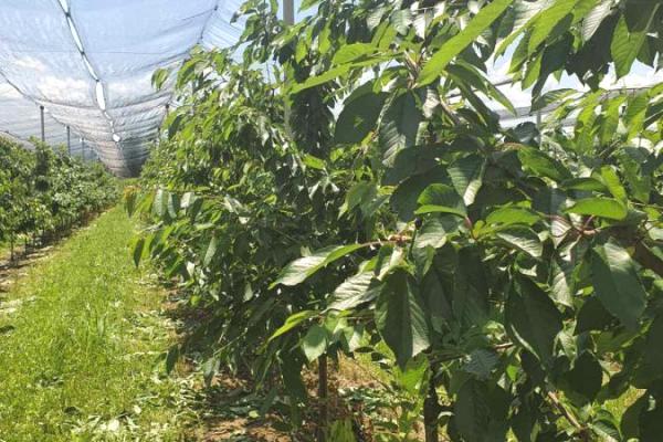 prodaja, plac,
opstina-sremska-mitrovica, 862309, plac