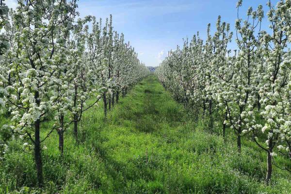 prodaja, plac,
sepci-opstina-raca, 872199, sepci