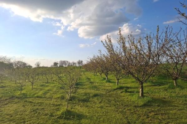 prodaja, plac,
kikinda, 875773, prema-nakovu