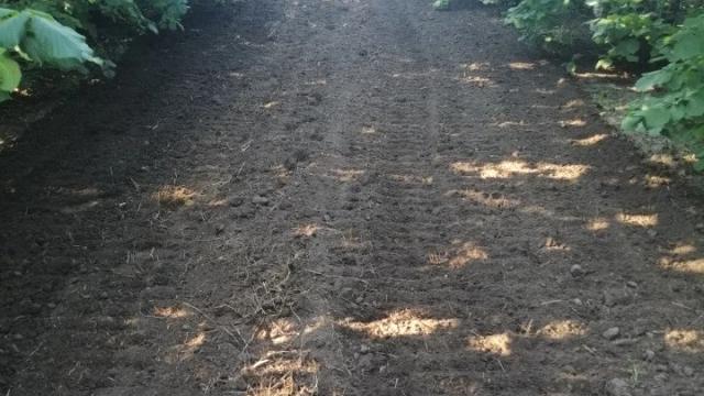 Plac, Prodaja, m2, Bački Vinogradi, Okolno mesto, Backi Vinogradi
