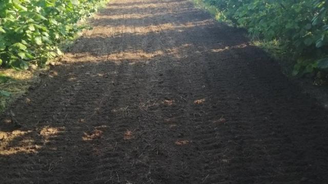 Plac, Prodaja, m2, Bački Vinogradi, Okolno mesto, Backi Vinogradi