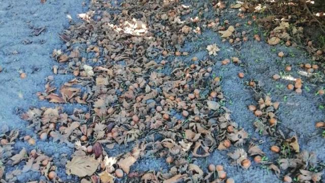 Plac, Prodaja, m2, Bački Vinogradi, Okolno mesto, Backi Vinogradi