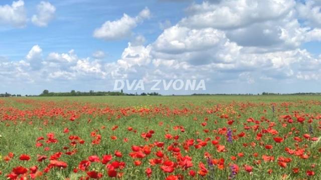 Kuća, Petosoban, Prodaja, 37m2, Čenej, Novi Sad, Novi Sad