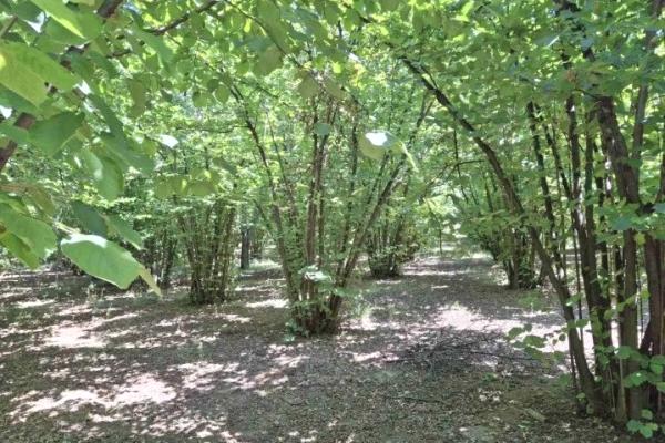 prodaja, plac,
banicina-opstina-smederevska-palanka, 898351, banicina