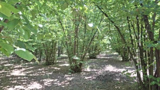 Plac, Prodaja, m2, Baničina, Okolno mesto, Banicina