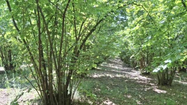 Plac, Prodaja, m2, Baničina, Okolno mesto, Banicina
