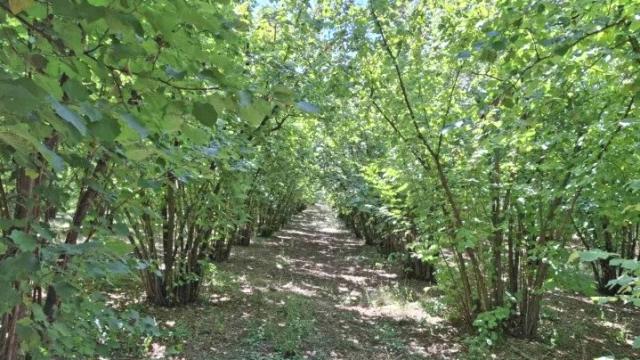 Plac, Prodaja, m2, Baničina, Okolno mesto, Banicina