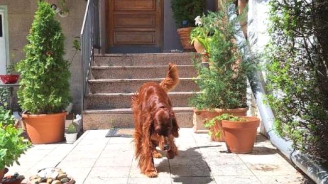 Stan, četvorosoban, Izdavanje, 87m2, Darvinova pošta, Voždovac, Danila Bojovića