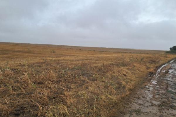 prodaja, plac,
neradin-opstina-irig, 901108, branka-radicevica