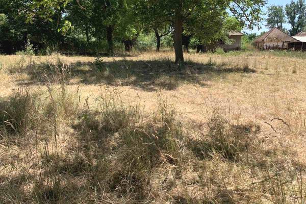 prodaja, plac,
jagnjilo-mladenovac-beograd, 908289, jagnjilo