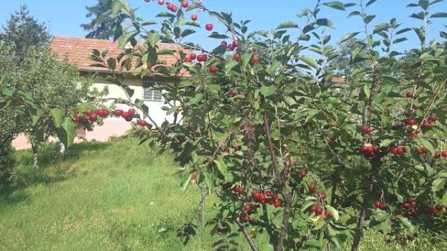 Kuća, Dvosoban, Prodaja, 40m2, Brestovik, Grocka, Timocka