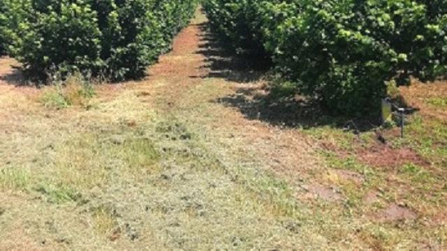 Plac, Prodaja, m2, Bački Vinogradi, Okolno mesto, Backi Vinogradi