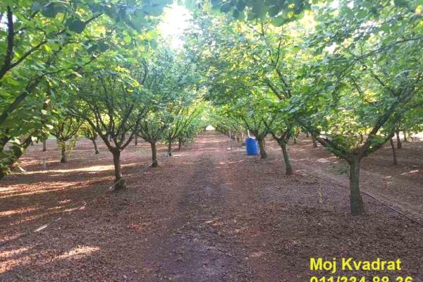 prodaja, plac,
nova-pazova-opstina-stara-pazova, 931700, plac