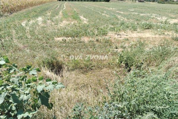 prodaja, plac,
novi-slankamen-opstina-indjija, 935867, plac