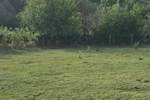 prodaja, plac,
velika-ivanca-mladenovac-beograd, 939190, kosmajska-padina