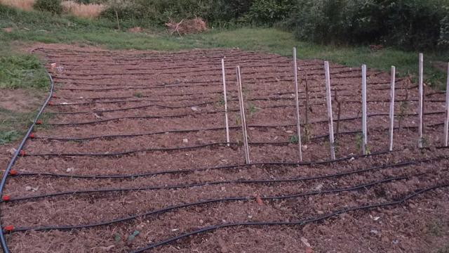 Kuća, Trosoban, Prodaja, 50m2, Lipovički put 54