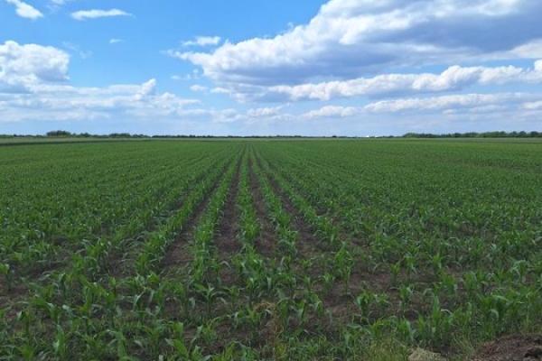 prodaja, plac,
simanovci-opstina-pecinci, 947083, potes-legdar