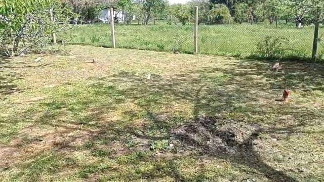 Kuća, Trosoban, Prodaja, 60m2, Čortanovci, Okolno mesto, Srednji Breg