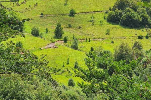 prodaja, plac,
custica-opstina-knjazevac, 963865, custica