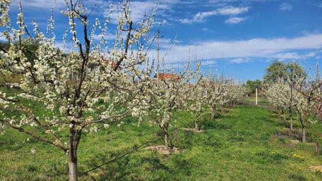 Kuća, četvorosoban, Prodaja, 250m2, Žbevac, Okolno mesto, Zbevac