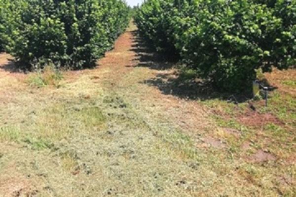 prodaja, plac,
backi-vinogradi-opstina-subotica, 975106, backi-vinogradi