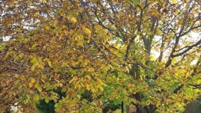 Kuća, Prodaja, 115m2, Fruška Gora, Okolno mesto, Sremski Karlovci