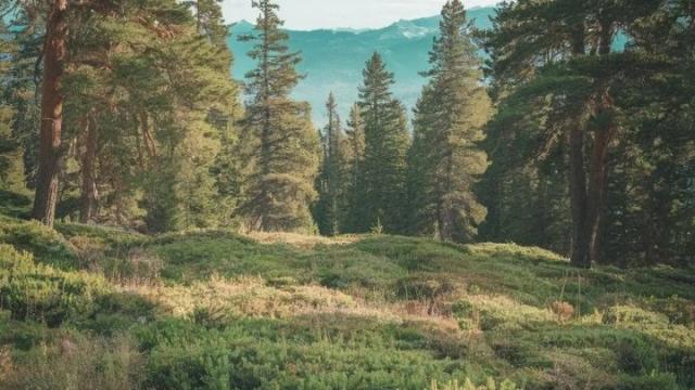 Plac, Prodaja, m2, Zaovine