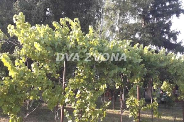 prodaja, kuca,
krusedol-opstina-irig, 988191, dvosoban