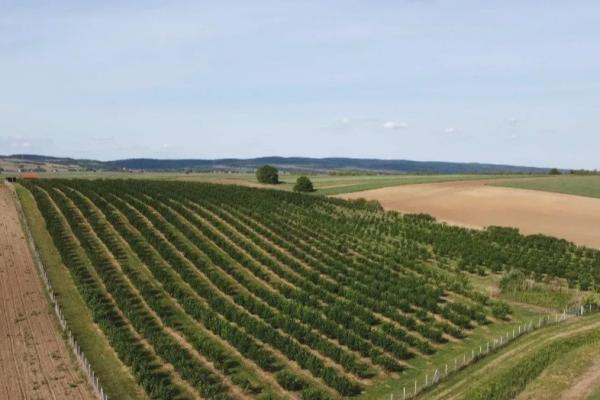 prodaja, plac,
lezimir-opstina-sremska-mitrovica, 994860, lezimir