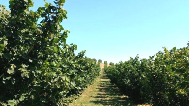 Plac, Prodaja, m2, Ležimir, Okolno mesto, Lezimir