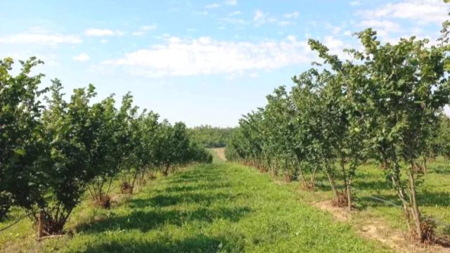 Plac, Prodaja, m2, Ležimir, Okolno mesto, Lezimir