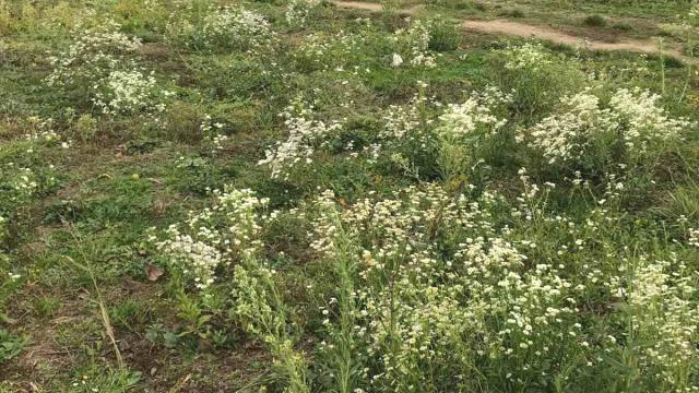 Plac, Prodaja, m2, Sabacki put