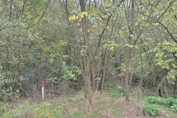 prodaja, plac,
devojacki-bunar-opstina-alibunar, 997614, beogradska