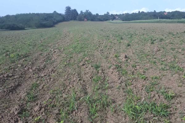 prodaja, plac,
vlaska-mladenovac-beograd, 997678, smrdan