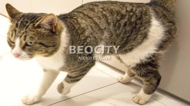 Kuća, četvoroiposoban, Prodaja, 230m2, Voždovac, Voždovac, Avala, , 4.5, 230m2