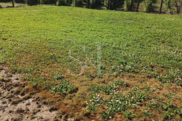 prodaja, kuca,
conoplja-opstina-sombor, 721676, trosoban