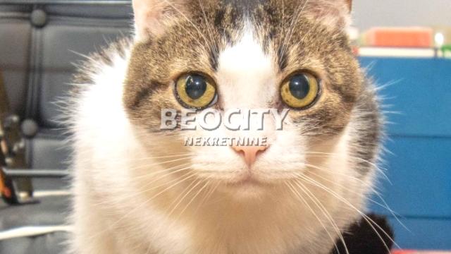 Stan, Trosoban, Prodaja, 70m2, Banjica, Voždovac, Bulevar oslobođenja