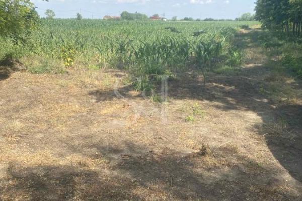 prodaja, plac,
bilic-opstina-sombor, 816969, plac