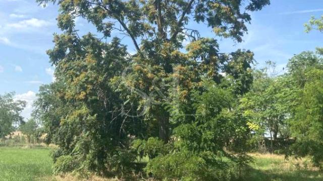 Plac, Prodaja, m2, Bilić, Okolno mesto, Sombor